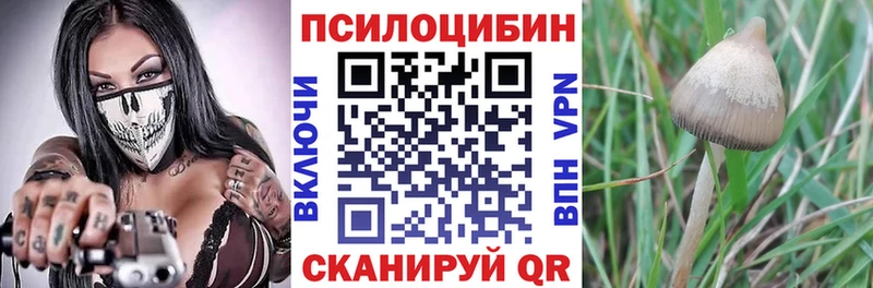 Галлюциногенные грибы Psilocybine cubensis  Купить где  Петропавловск-Камчатский 